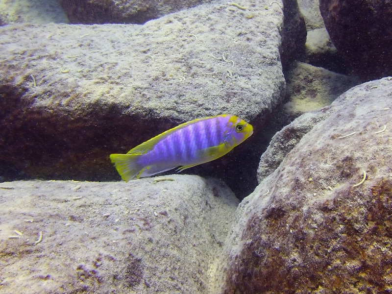 Maylandia hajomaylandi 'Chizumulu Island'